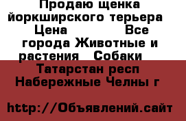 Продаю щенка йоркширского терьера  › Цена ­ 20 000 - Все города Животные и растения » Собаки   . Татарстан респ.,Набережные Челны г.